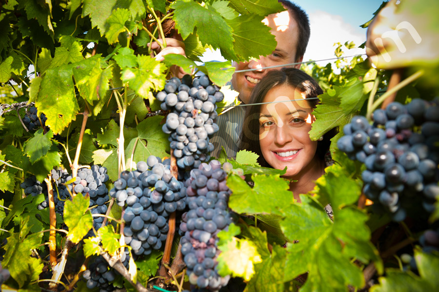 Picture of an engaged couple through the vineyard among grapes and vines