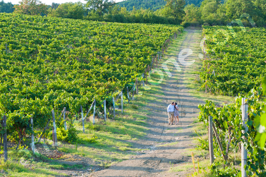 Kissing among the vineyard