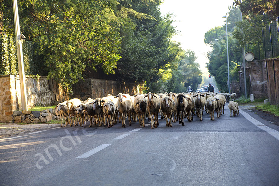 Sheeps running on asphalt urban road in Rome Italy