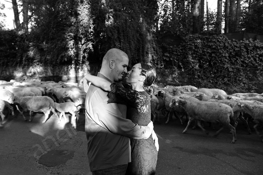 Candid in front of sheeps running on urban road in Italy