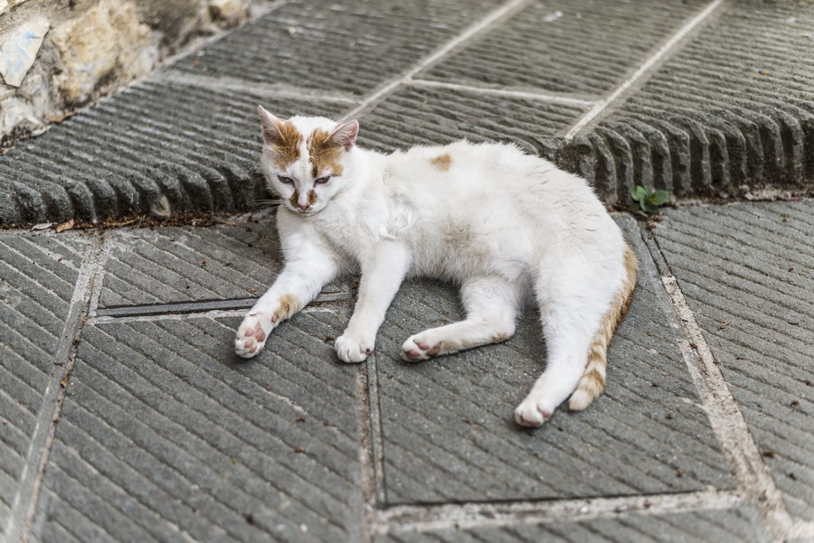 A cat dozing off 