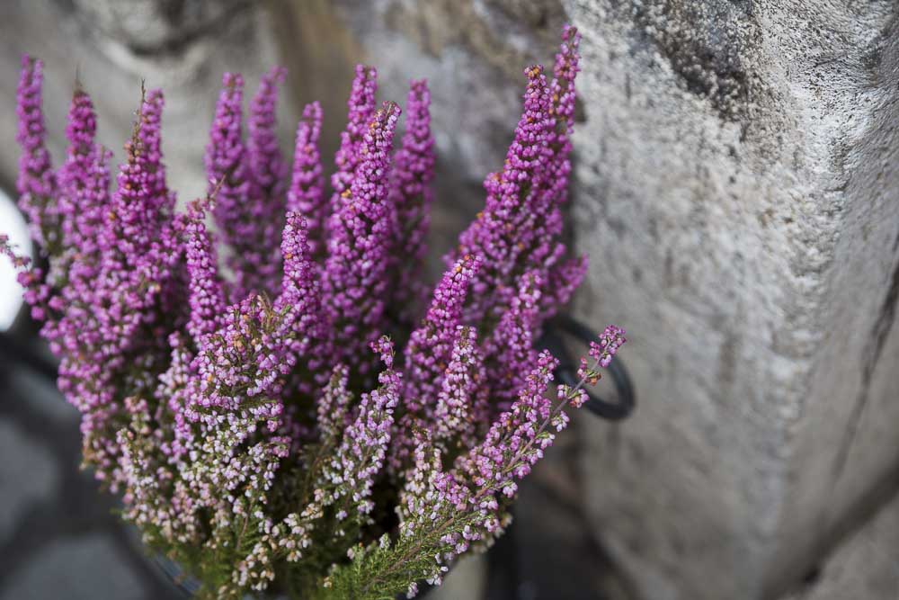 Lavender plan closeup.