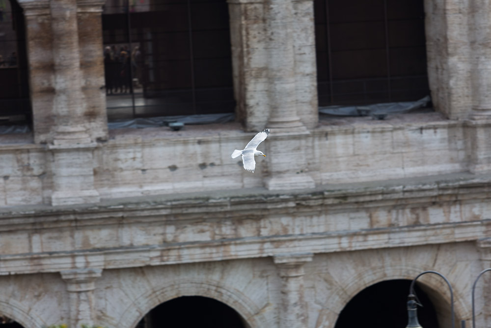 A seagull flying over the roman coliseum