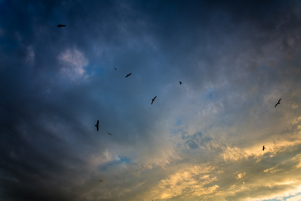 Deep blue sky with birds flying the air