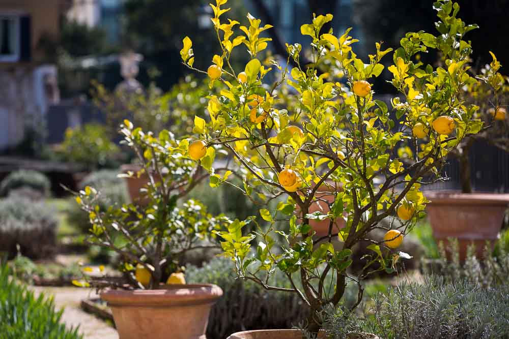 Lemon plants.