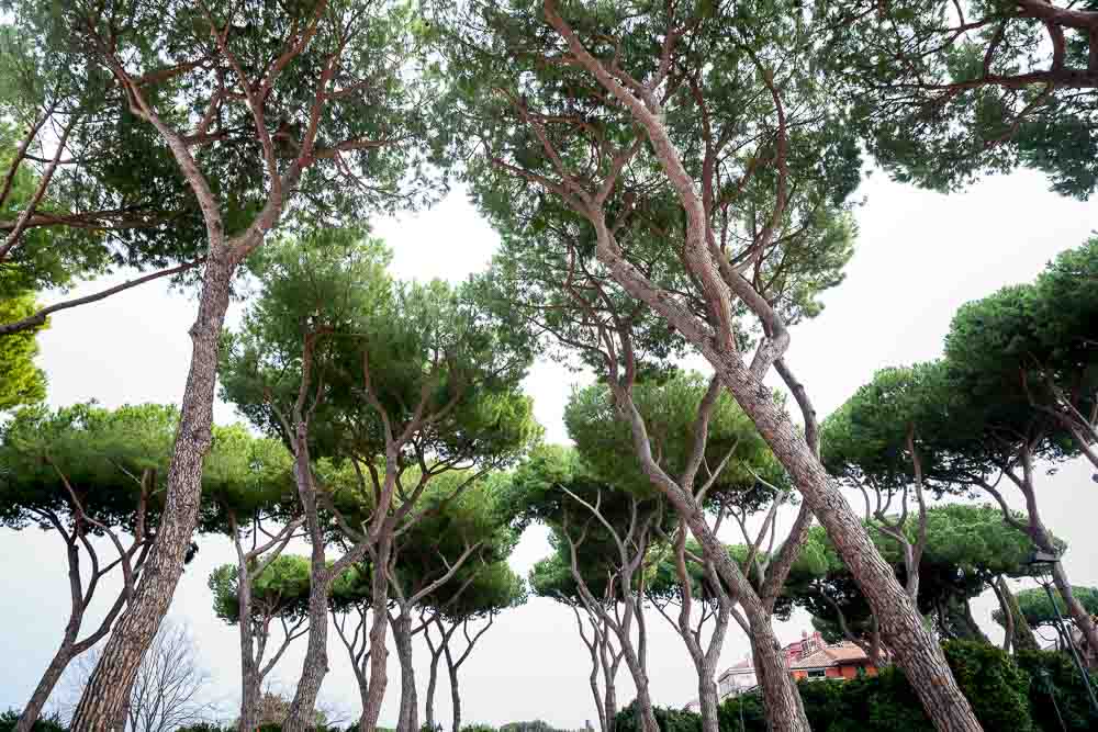 Mediterranean pine trees up above