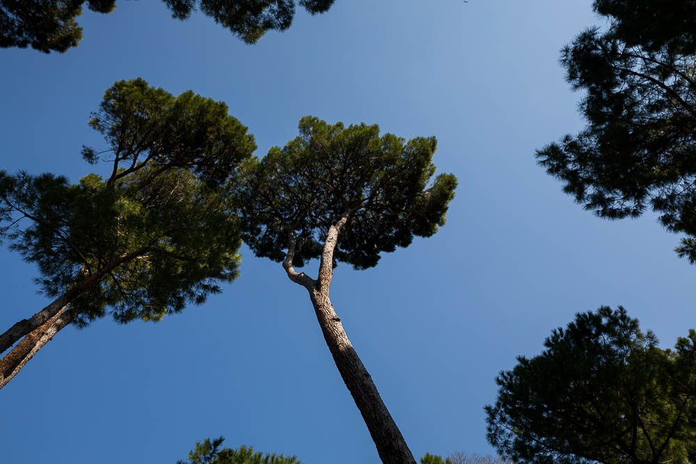 The view above. Mediterranean pine trees. 