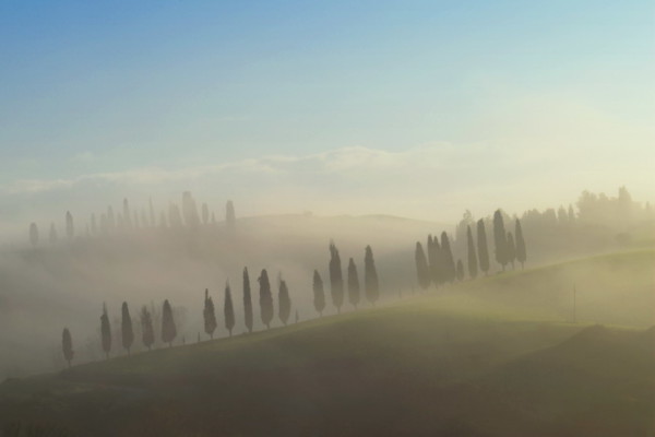 Cypress trees in early morning fog Tuscany Italy