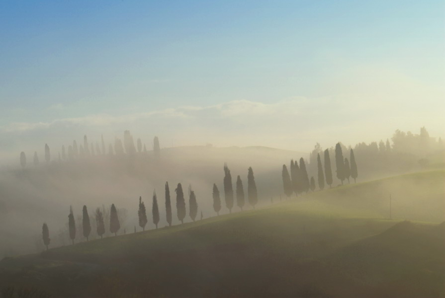 Cypress trees in early morning fog Tuscany Italy