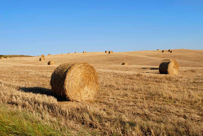 Hay bales in a tuscan field