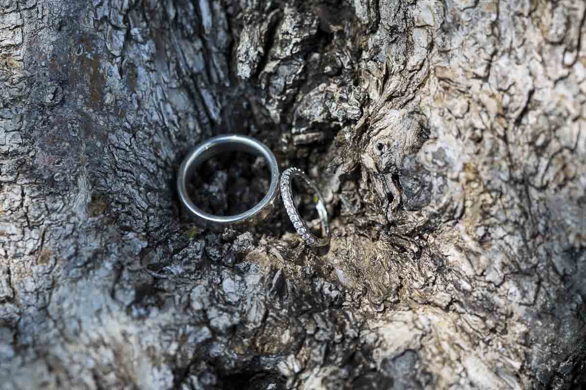 Wedding rings image on the bark of a tree