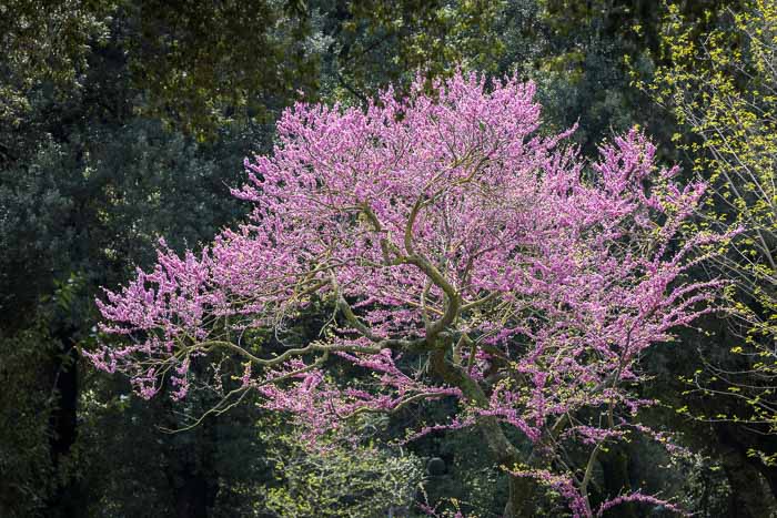 Purple flowered tree up close