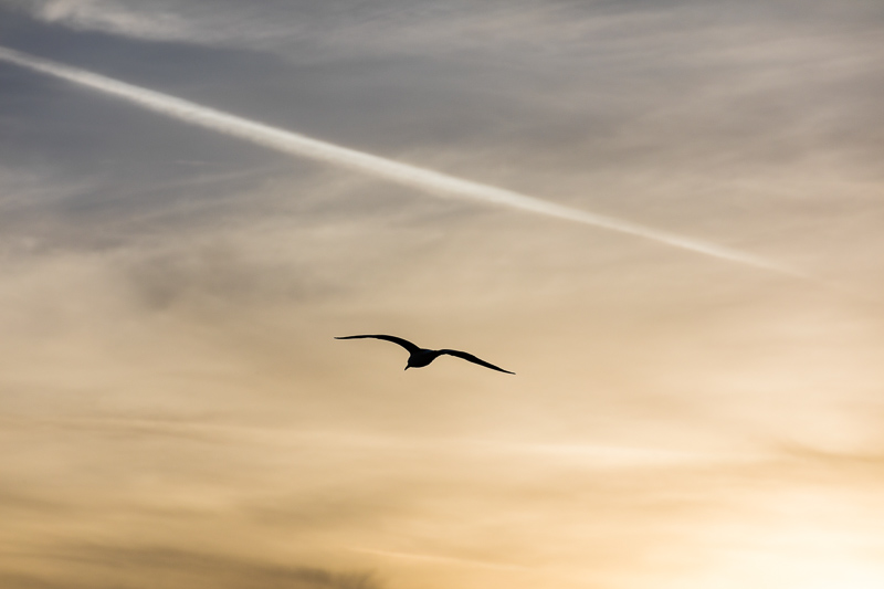 Seagull bird photographed in the sky