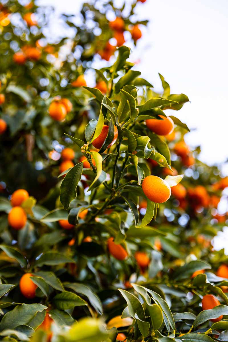 Oranges on a tree