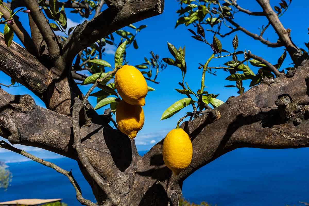 Lemon tree close up