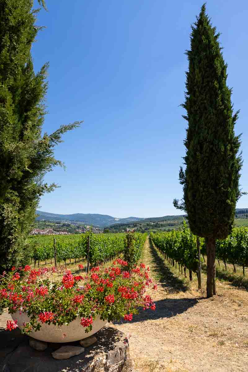 Tuscan cypress trees with red geranium flowers and the vineyard in the background