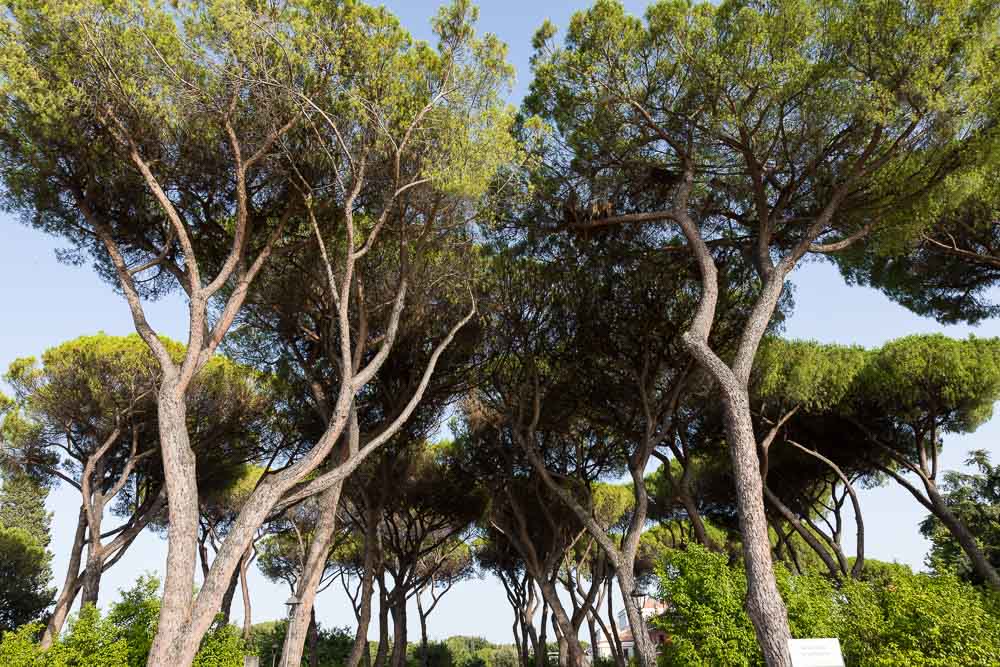 Mediterranean pine trees soaring into the sky 