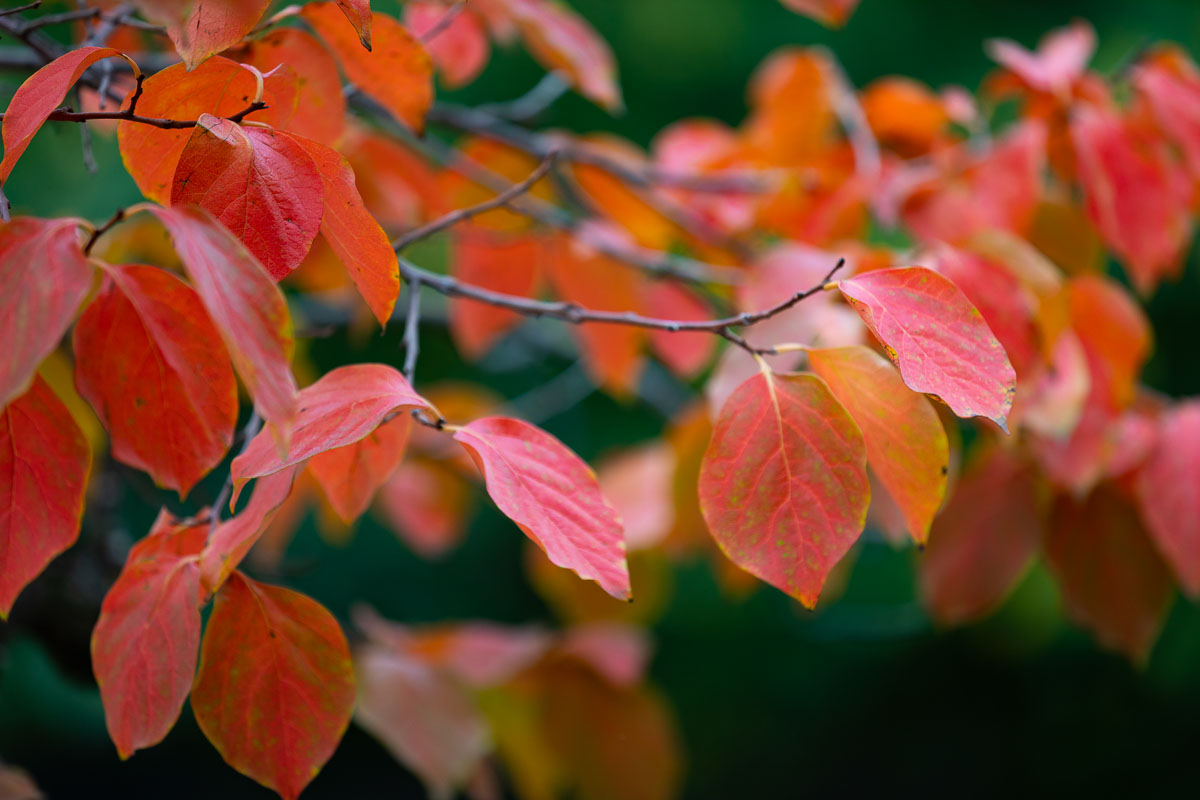 Autumn leaves close up 