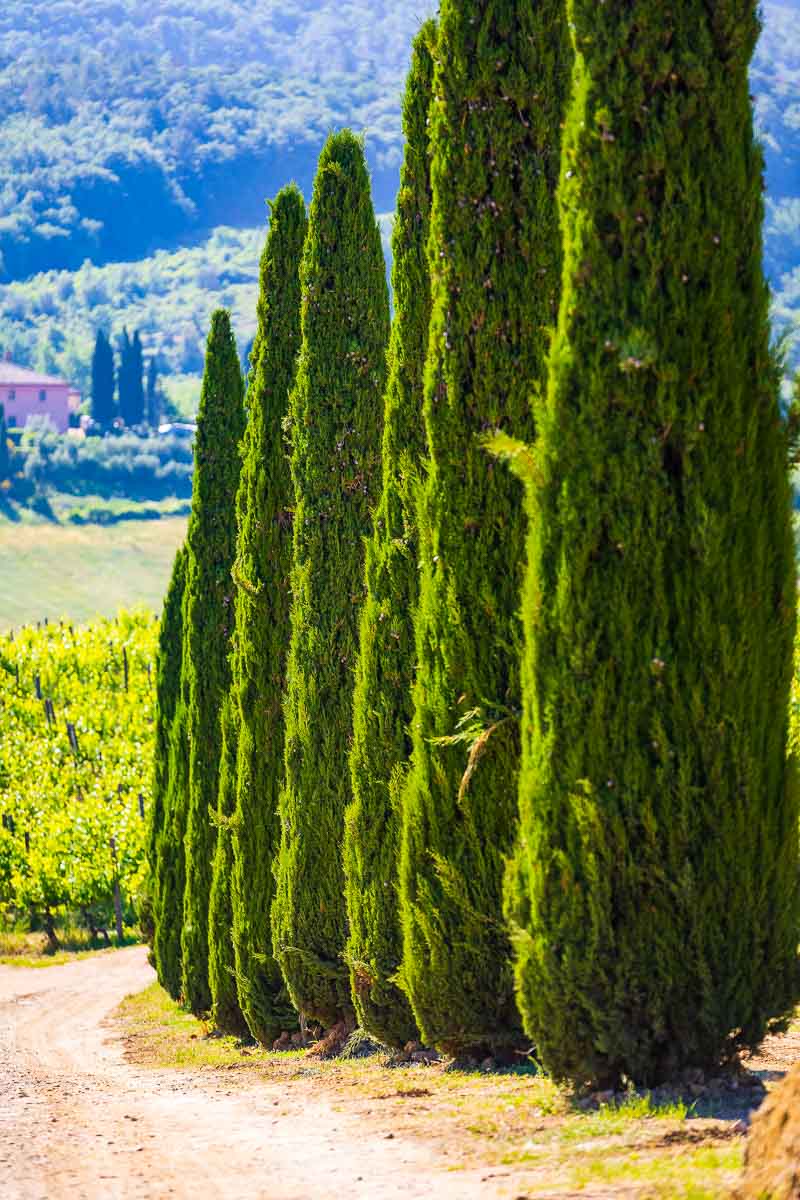 Cypress trees all lined up in a row so typical to see in Italy's Tuscan countryside