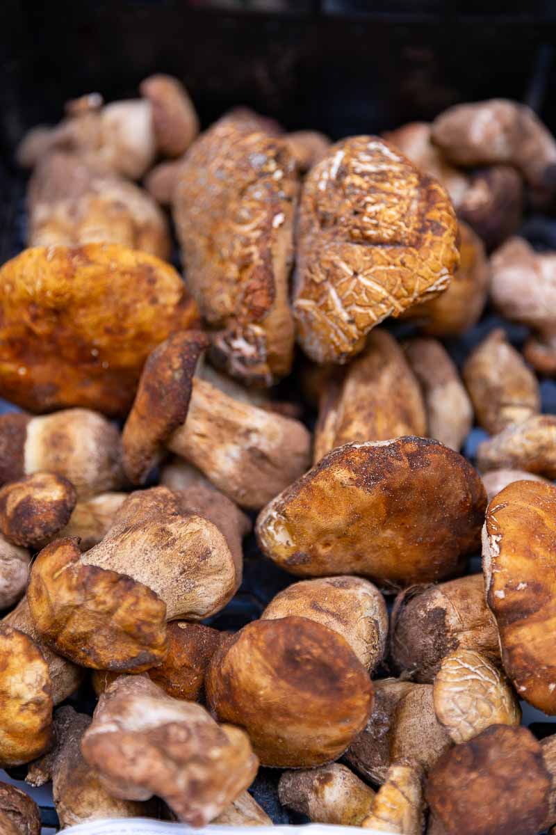 Typical roman mushrooms used in Italian cuisine 