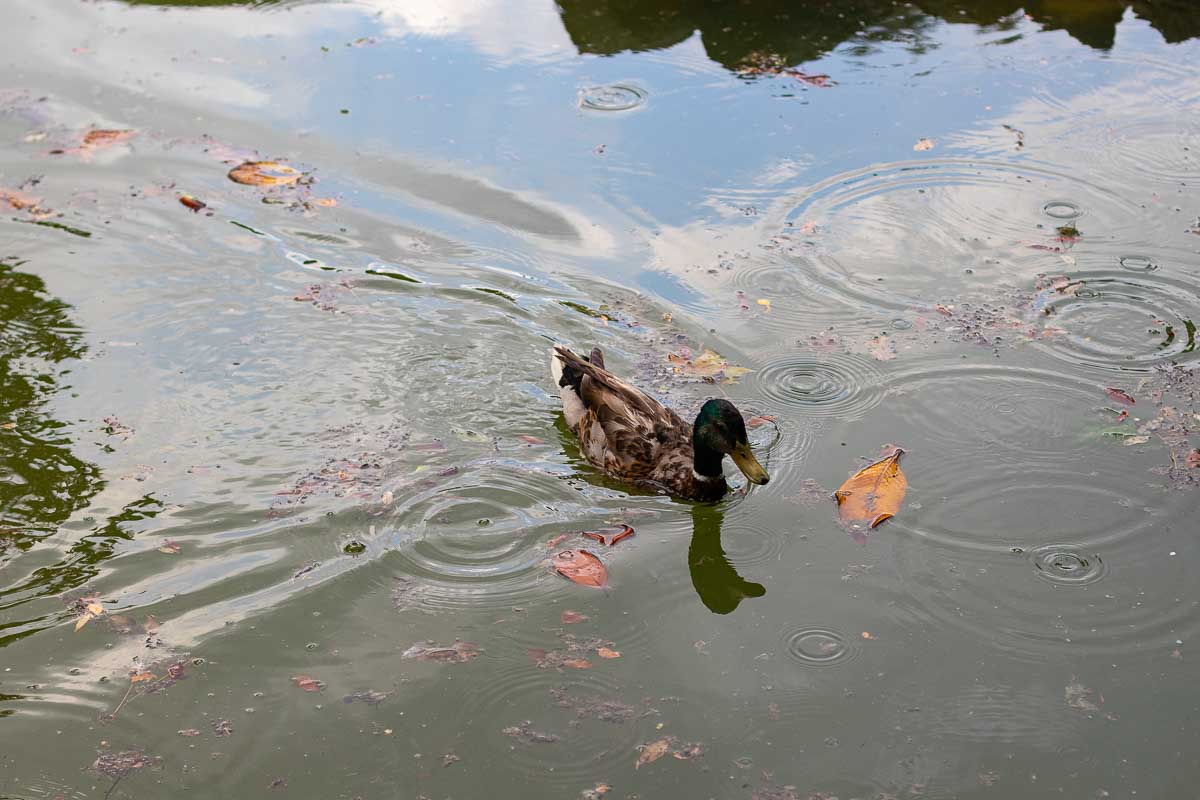 Ducks scrambling for cover as the first rain drops of water started to fall 