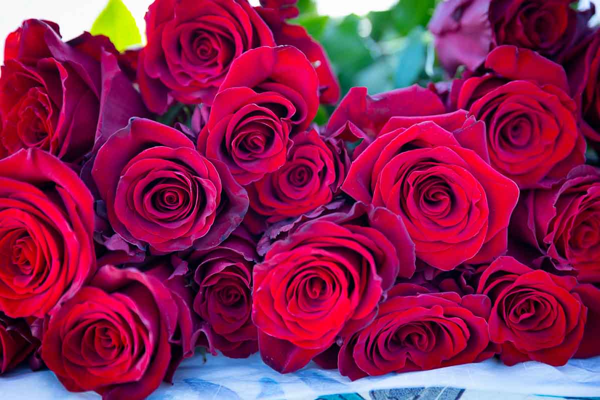 A beautiful bouquet of red roses photographed up close from the top 