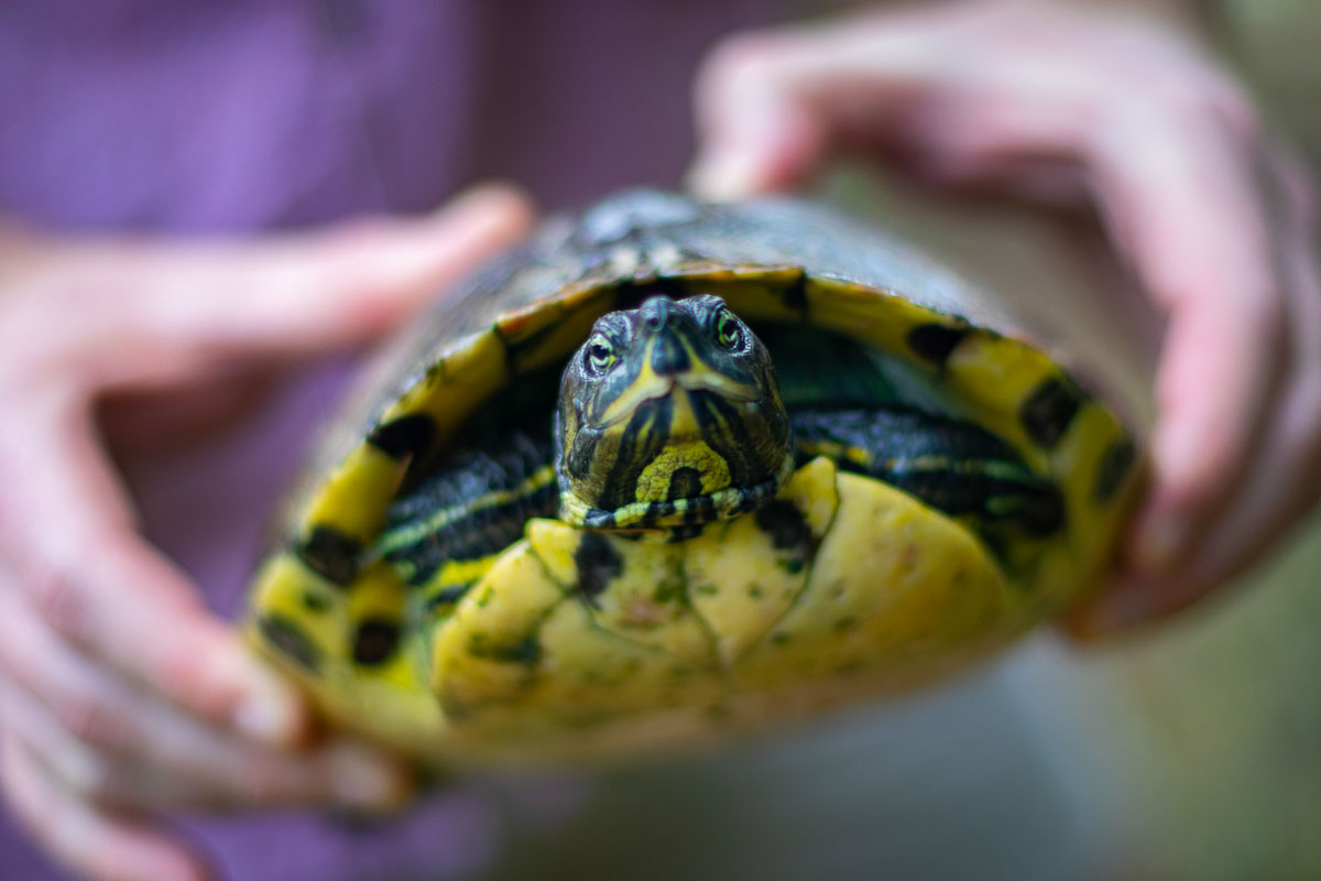 Close up picture of the runaway turtle 