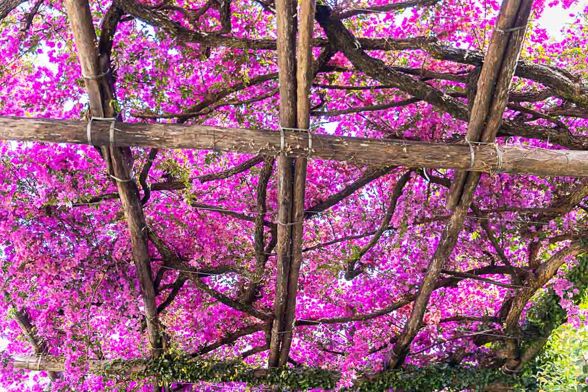bougainvillea flowers of bright fuchsia color intertwined over wooden logs above 