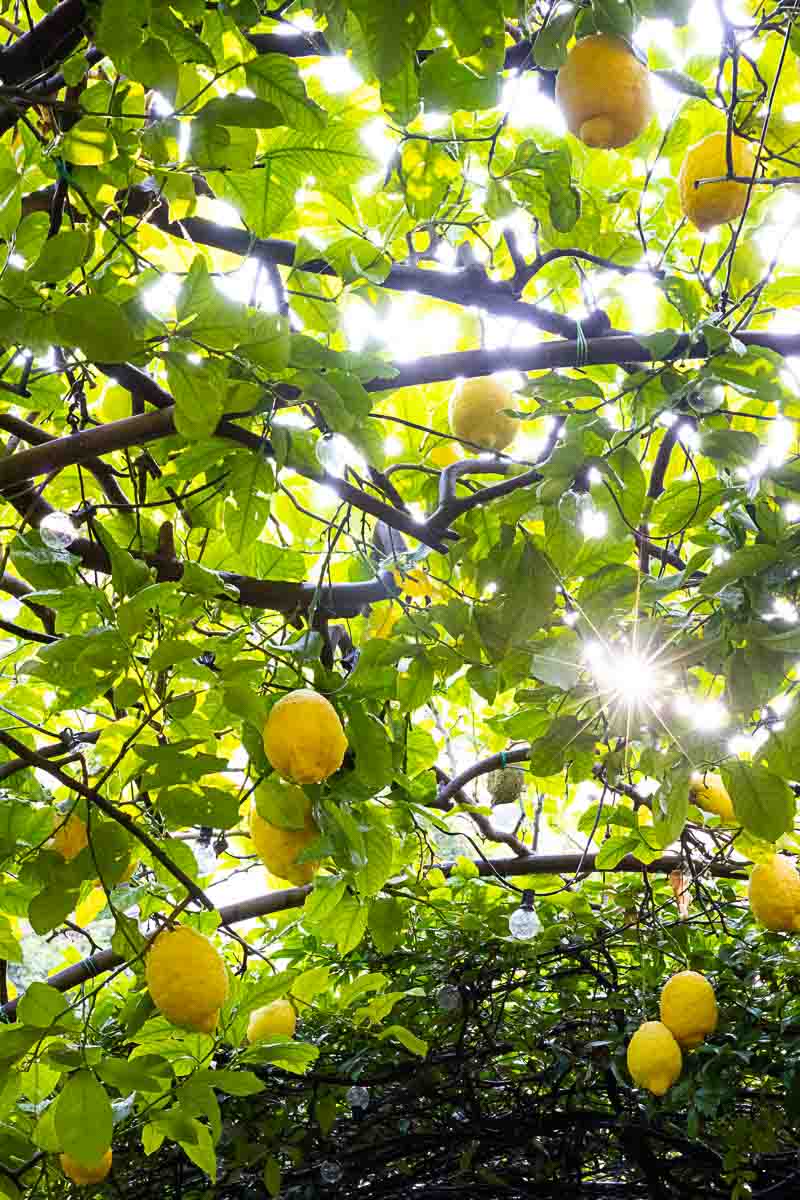 Lemons photographed above with the sun shining through 