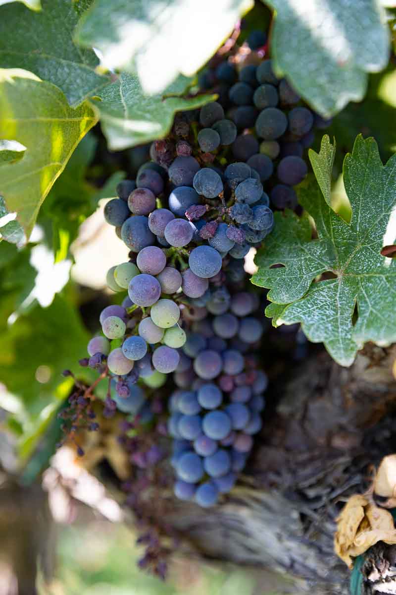 Close up photography of typical blue grapes 