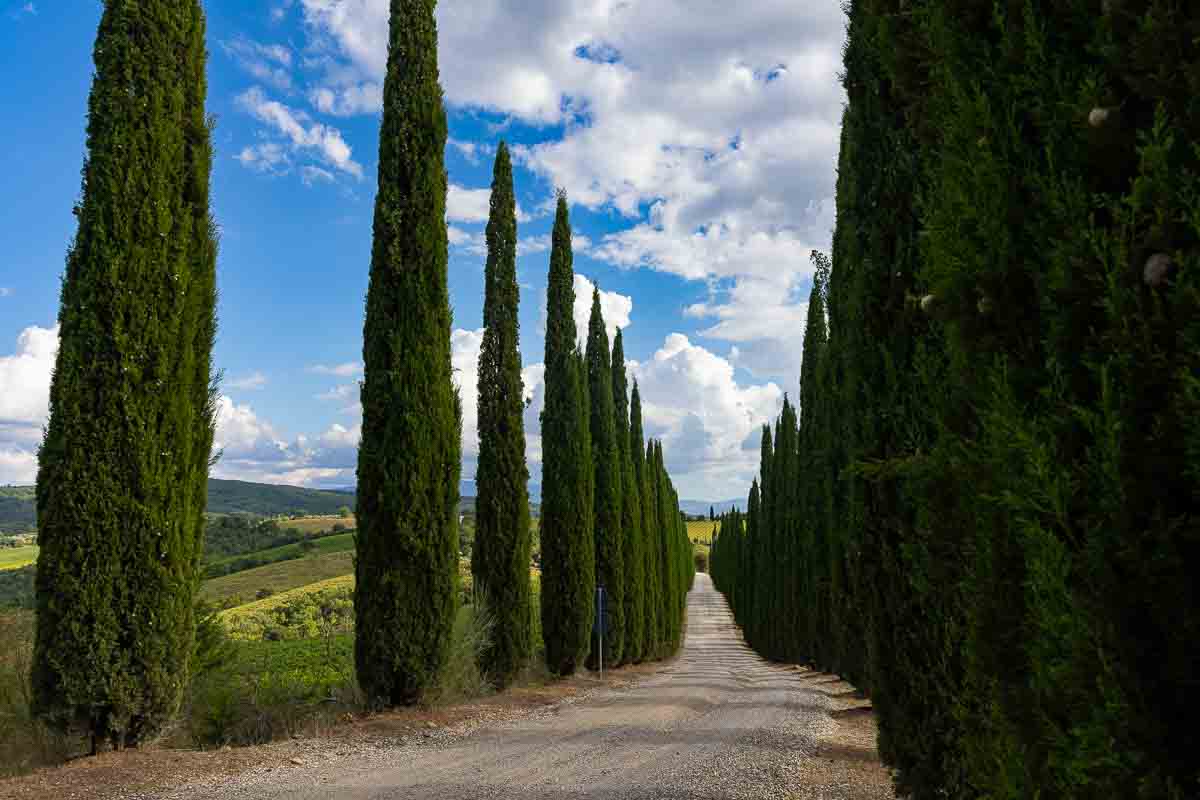 Cypress trees on a typical tuscan road leading into Montalcino in Tuscany