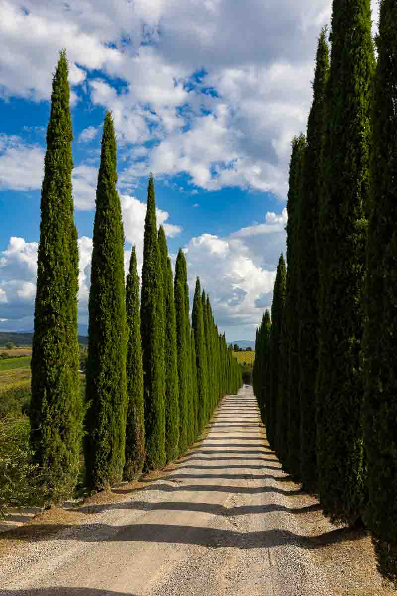 Cypress trees found along the a Tuscan road