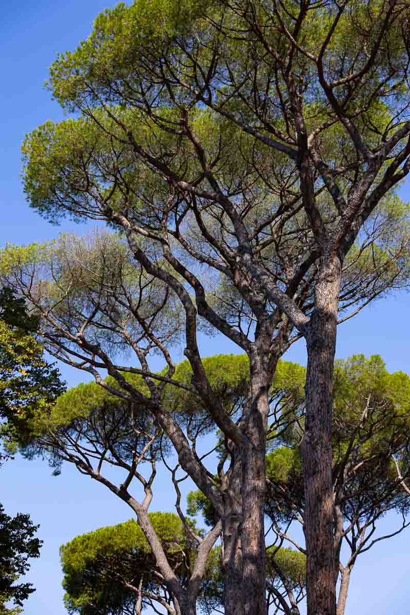 The mediterranean pine trees photographed from below with nice blue sky as background