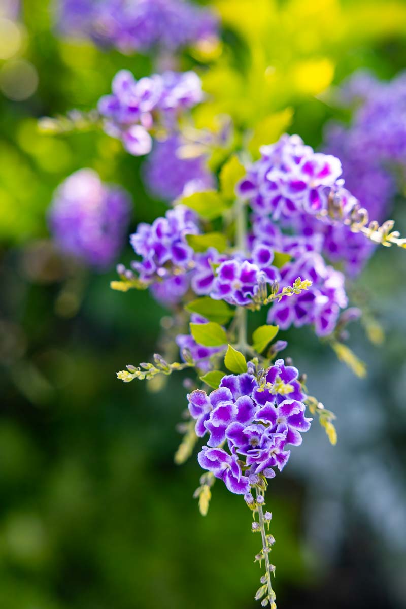 Close up of purple flowers as seen on the terrace part of the flowery arrangement around the table 