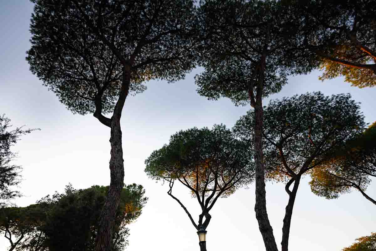 Trees up above before the blue sky